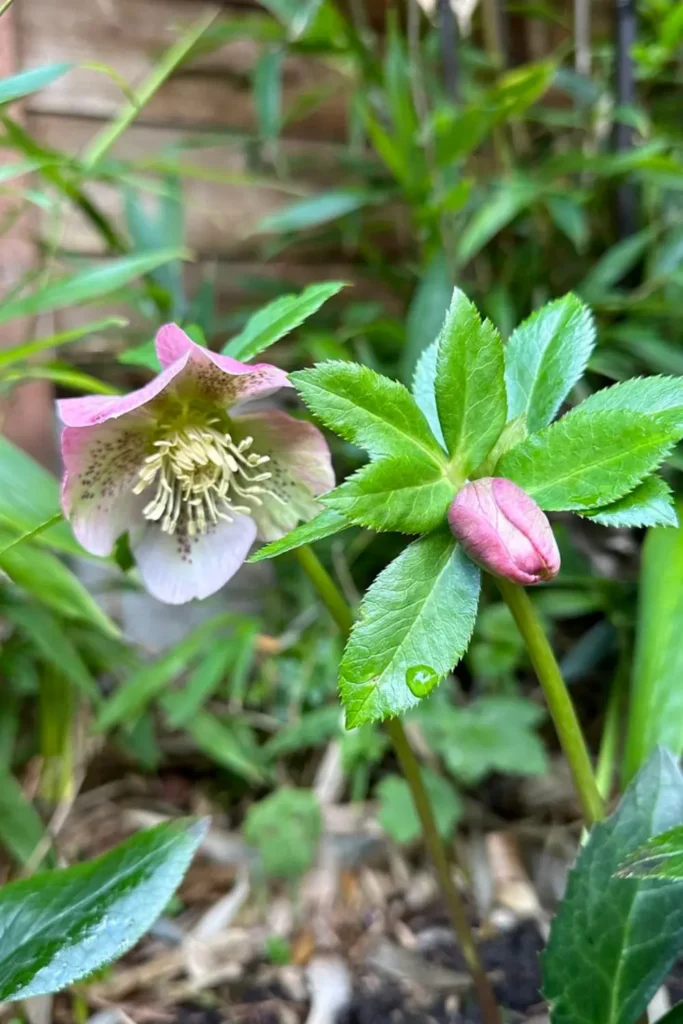 Hellebores