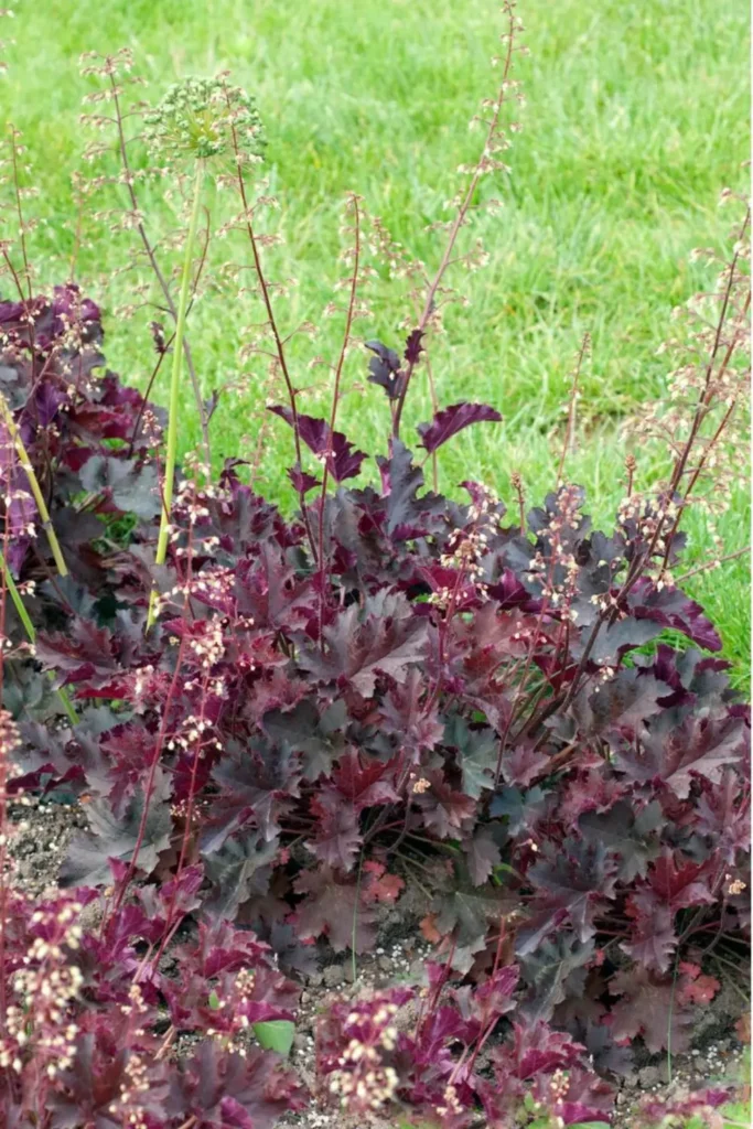 Heuchera