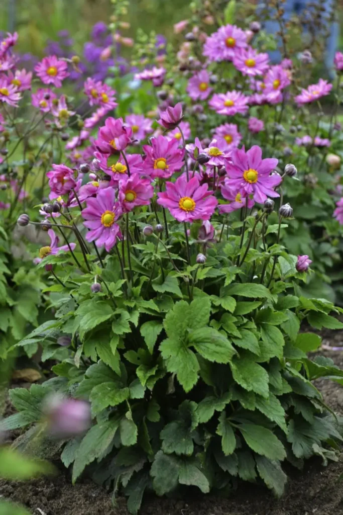 Japanese Anemone