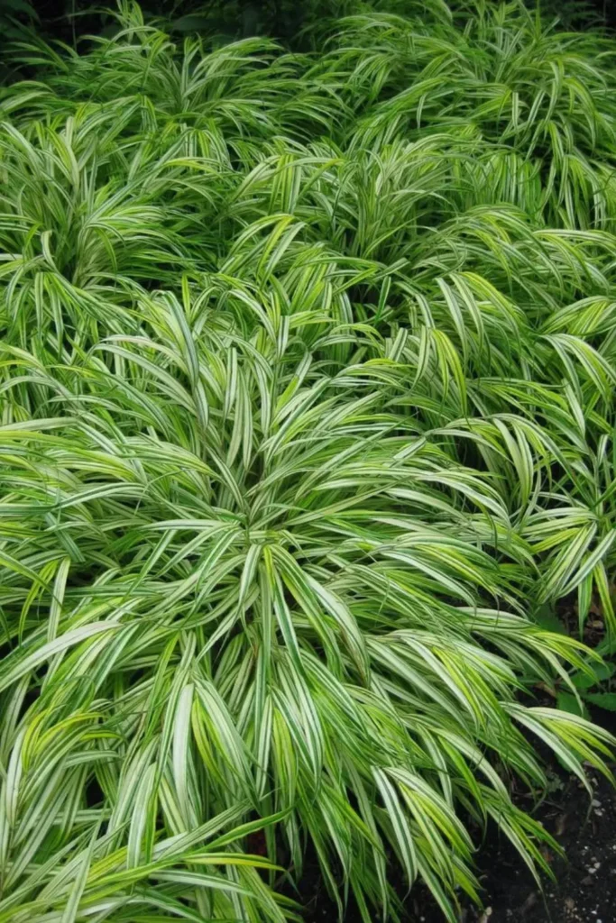 Japanese Forest Grass