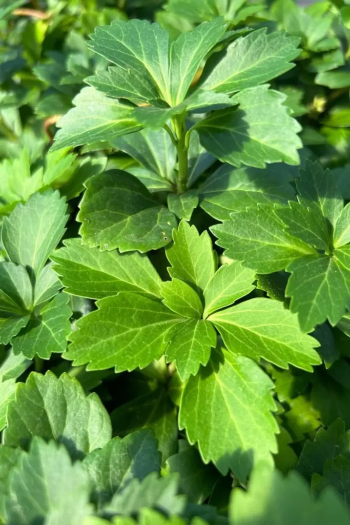 Japanese Pachysandra
