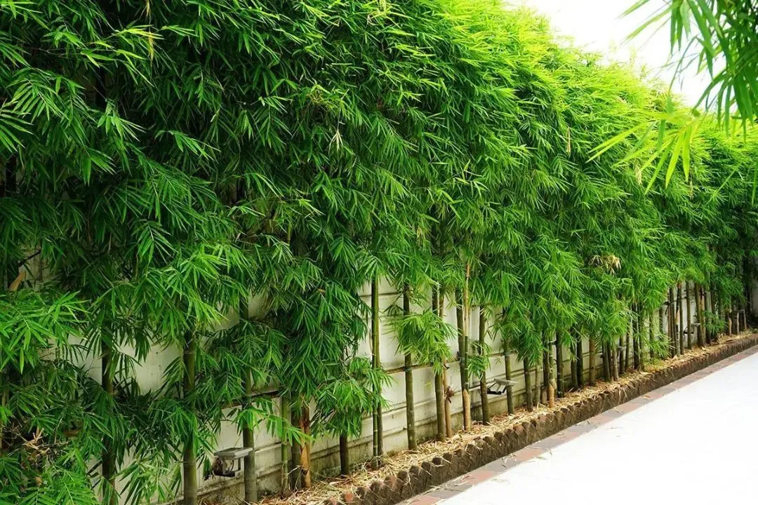 Living Bamboo Fence