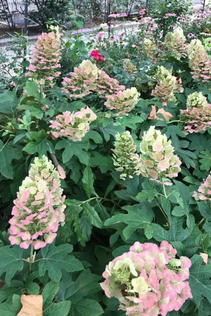 Oakleaf Hydrangea