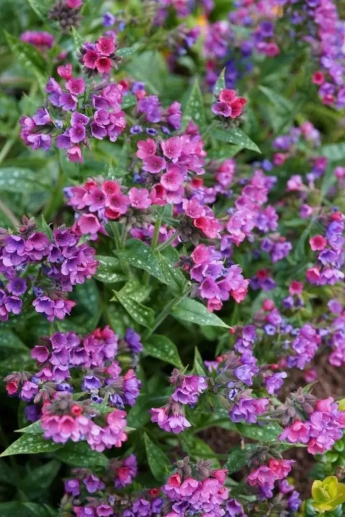Pulmonaria