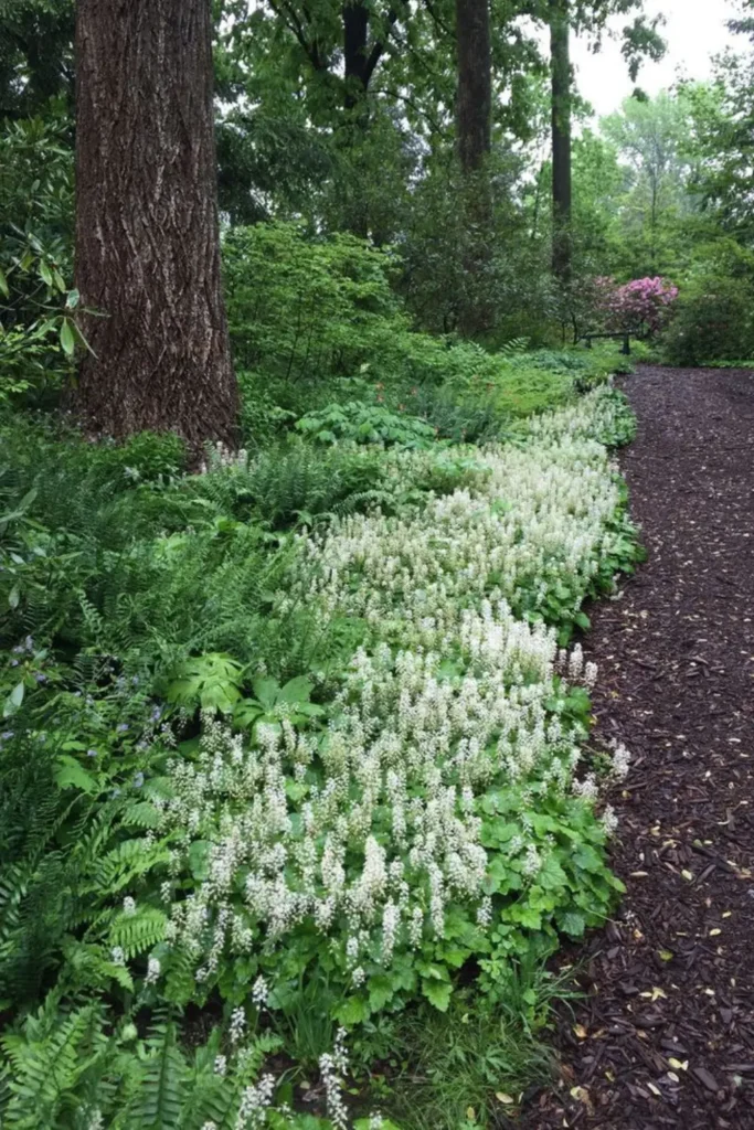 Tiarella