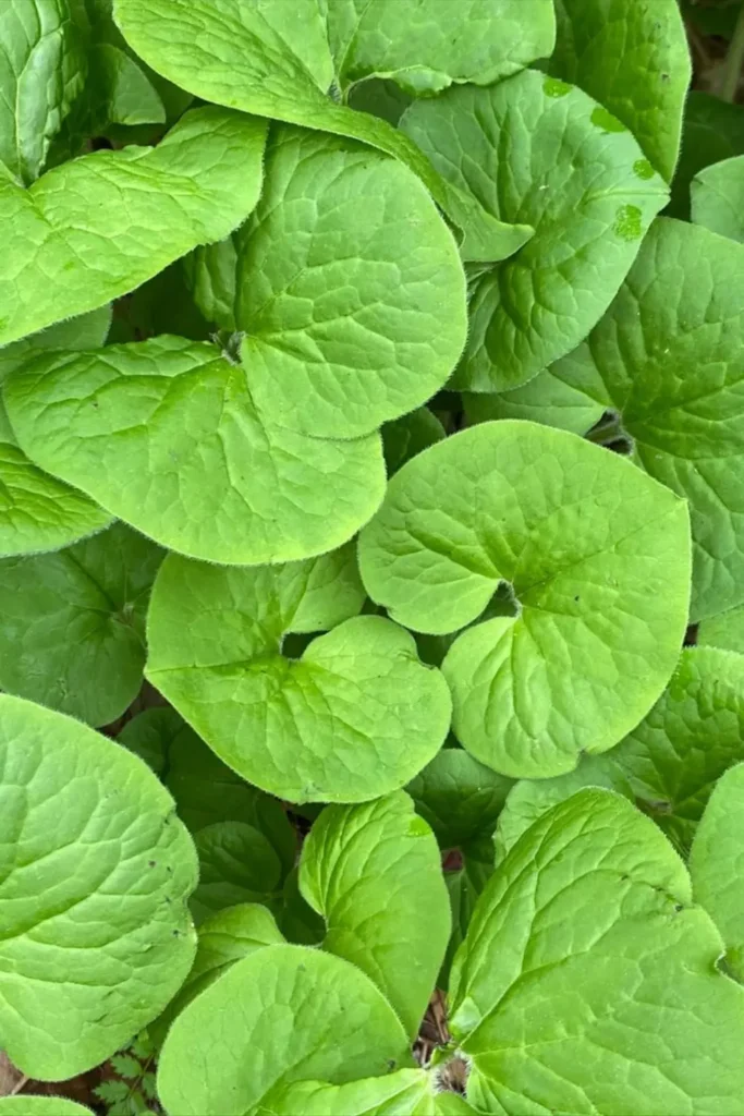Wild Ginger