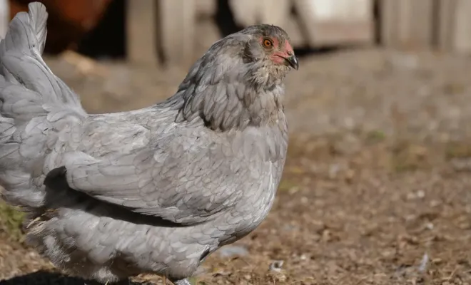 A Brief History of the Ameraucana Chicken Breed