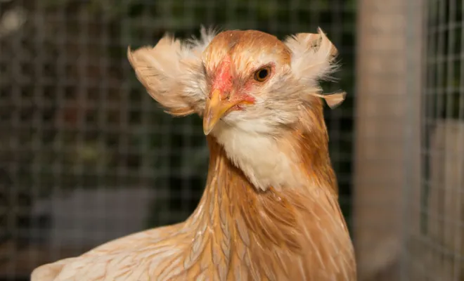 Distinctive Features of Araucana Chickens