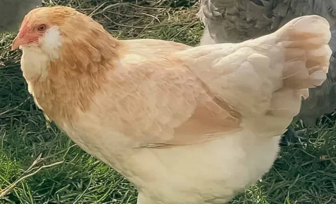 How to Care for Ameraucanas