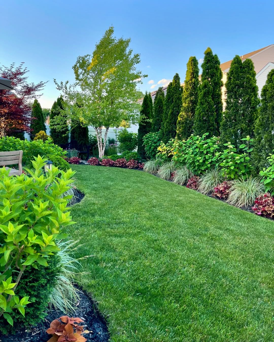 Privacy Trees for Front Yard Privacy