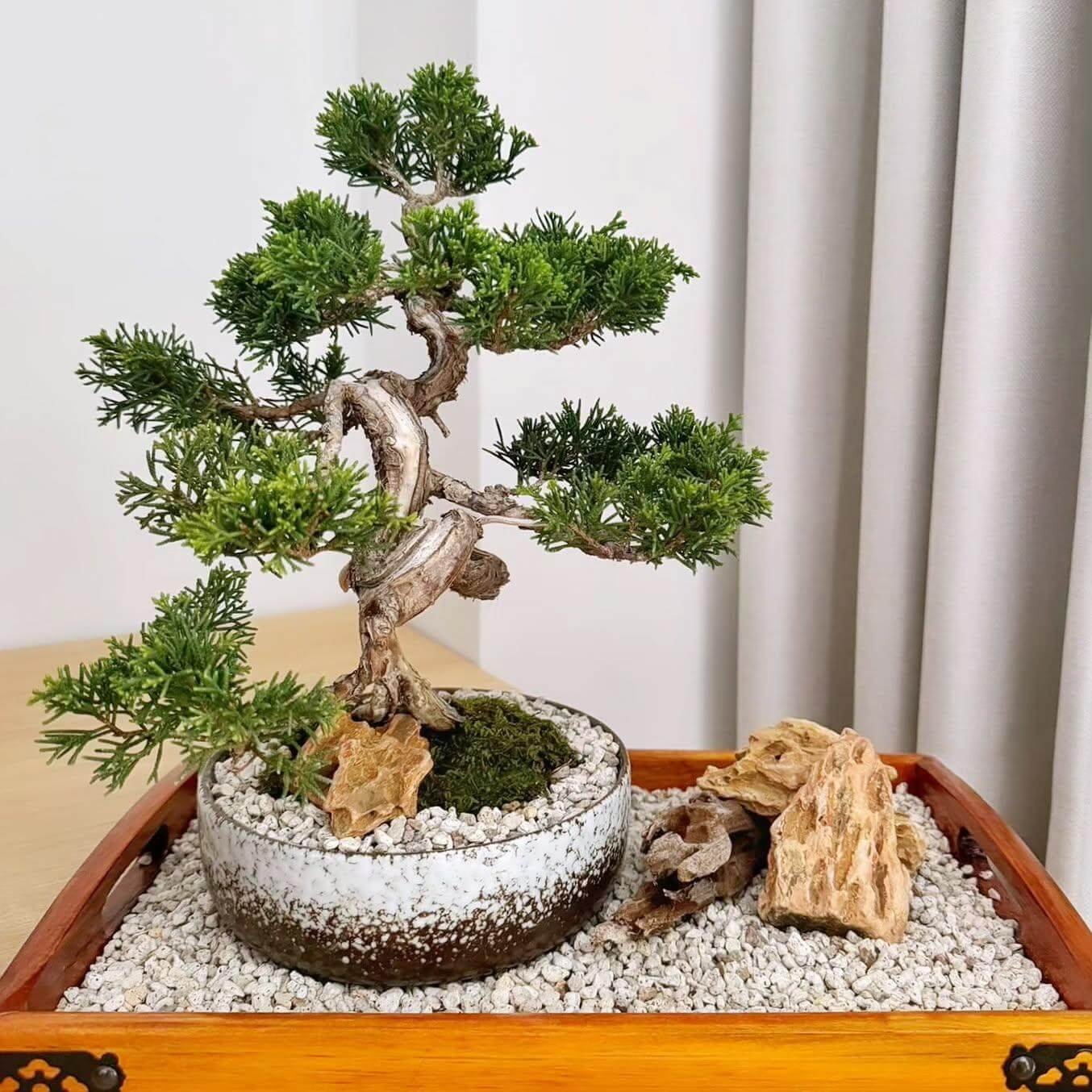 Miniature Zen Gardens with Bonsai-Focused Desktop Garden