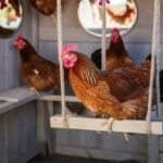 DIY Chickens Roosting Bars