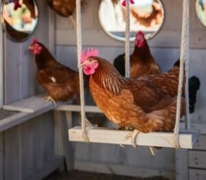 DIY Chickens Roosting Bars