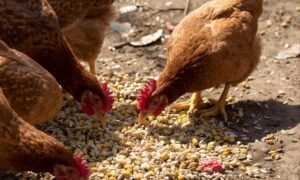 Snacks For Chickens