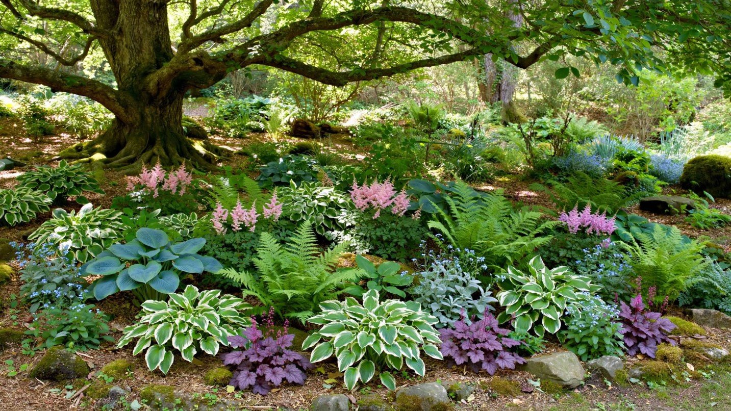 Shade Perennials Under Tree Ideas 1